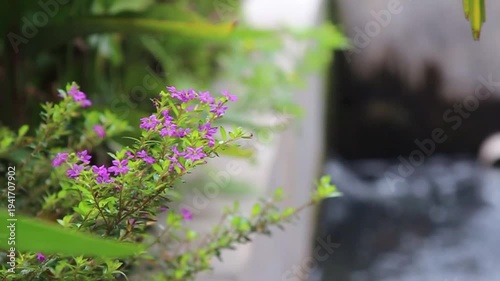 Vibrant Purple Flowers and Green Foliage Swaying Gently by a Serene Waterway, Nature's Beauty