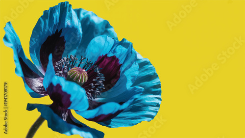 Vibrant blue poppy flower on yellow background