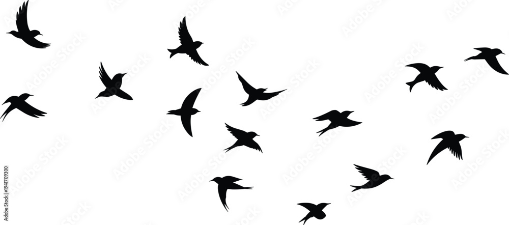 Fototapeta premium Large flock of black flying bird silhouettes in various flight poses isolated on white background for migration and nature design.