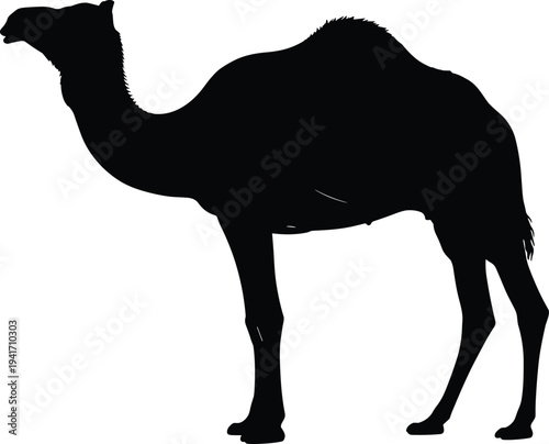 Black silhouette of a dromedary camel standing on a white background Keywords: camel, dromedary, desert, animal, wildlife