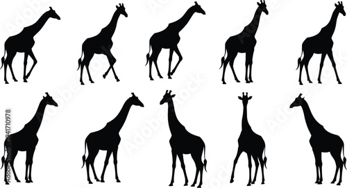 Set of black giraffe silhouettes in various walking and standing poses isolated on a white background for safari wildlife design.