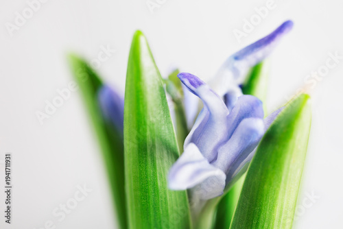 Close up of  blue  hyacinth flower