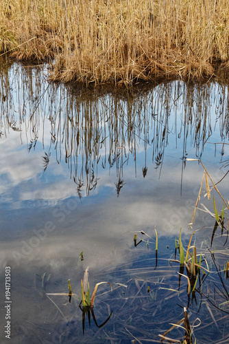 Reeds and trees reflected in a still river branch in early spring