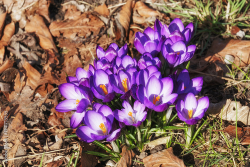 Spring flower, close-up of purple crocus among withered leaves