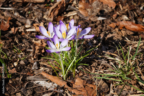 Spring flower, close-up of purple crocus among withered leaves