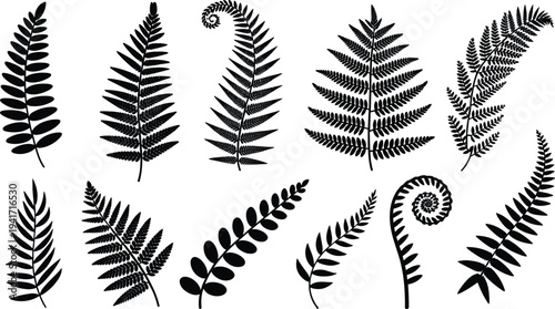 Large collection of black fern leaf silhouettes and tropical botanical frond elements isolated on white background for natural forest themed design.