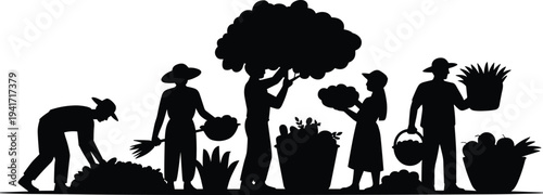Farmers harvesting vegetables silhouettes, agriculture workers picking crops in garden farm illustration isolated on white background