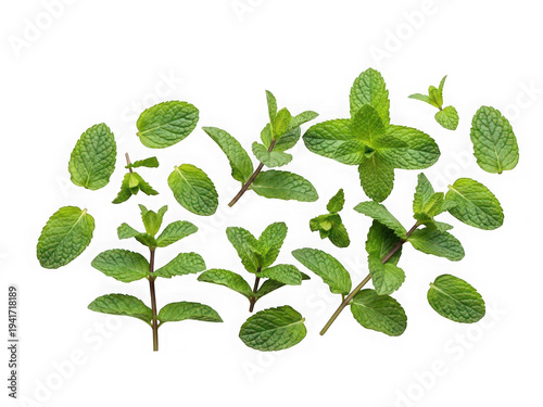 Fresh mint leaves and sprigs scattered on black isolated on a transparent background