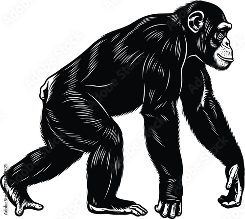 Detailed chimpanzee walking side view vintage engraving style primate wildlife animal illustration isolated black silhouette vector for nature zoology design