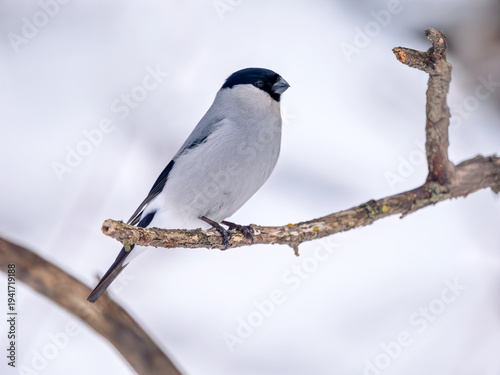 Bullfinch perched on a tree branch