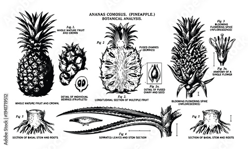 Vintage Botanical Illustration of Pineapple (Ananas Comosus) – Detailed Fruit Anatomy Scientific Vector Diagram