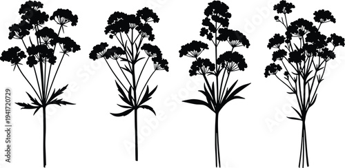 Black wild flower silhouettes set with yarrow and cow parsley floral elements isolated on white background for botanical wedding and nature design.