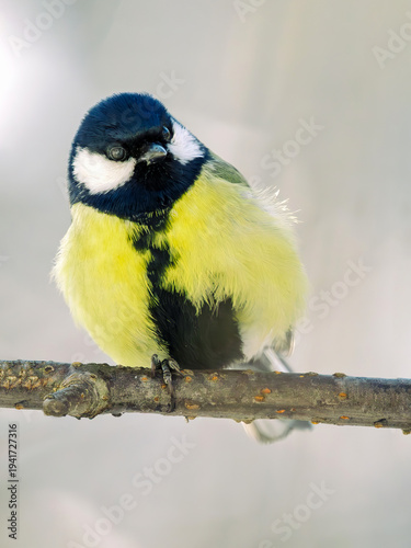 Bullfinch perched on a tree branch