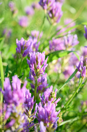 Purple wildflowers of Astragalus onobrychis blooming in a sunny summer meadow.