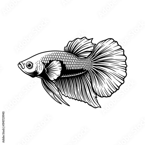 A black and white drawing of a betta fish