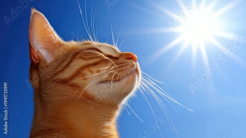 A ginger cat basks in the sun, eyes closed against the bright glare, with a clear blue sky background