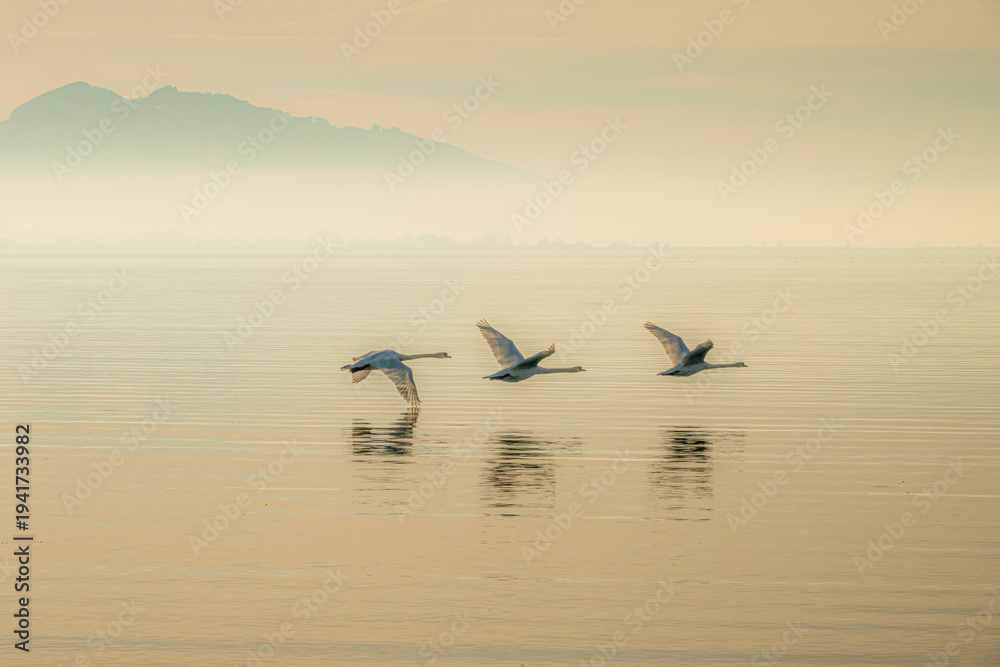 Obraz premium mystische Morgenstimmung am Bodensee mit warmem Licht, Nebelschwaden und drei fliegenden Schwänen dicht über der Wasseroberfläche