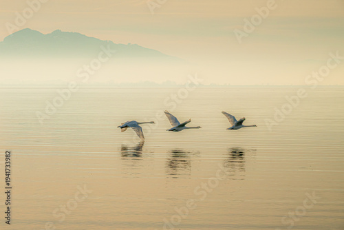 mystische Morgenstimmung am Bodensee mit warmem Licht, Nebelschwaden und drei fliegenden Schwänen dicht über der Wasseroberfläche