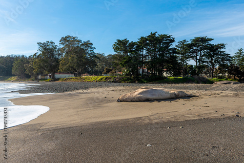 A solitary northern elephant seal resting on the sandy shore of San Simeon, California