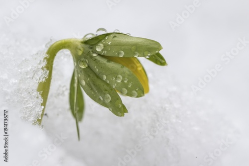 Winter aconite (Eranthis hyemalis), Emsland, Lower Saxony, Germany