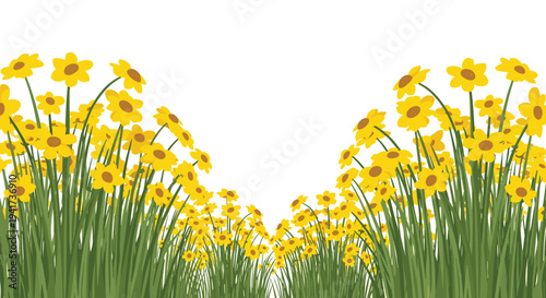 Beautiful field of yellow spring flowers with long green stems creating a natural border with copy space on a white background.