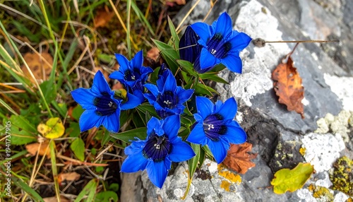Vibrant Blue Alpine Flowers Blooming Amidst Rocky Terrain.