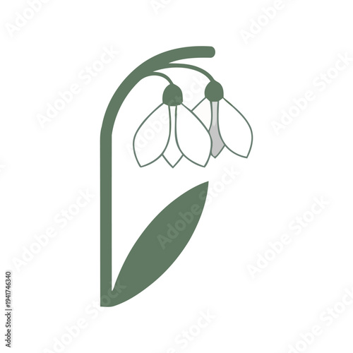 Minimalist vector illustration of snowdrop flowers with green stem and leaf, isolated on white background. Spring floral design element.