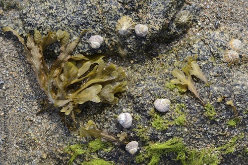 Spiral wrack (Fucus spiralis) and channelled wrack (Pelvetia canaliculata), Saint Quay-Portrieux, Brittany, France
