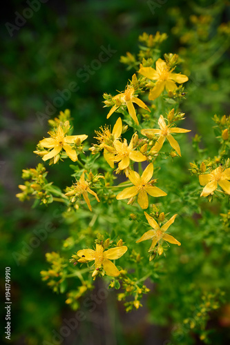 Flowering St. John's wort (Hypericum perforatum) close-up in natural environment.