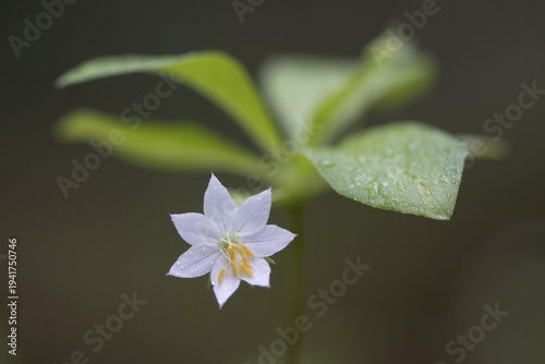 Chickweed wintergreen (Trientalis europaea), Emsland, Lower Saxony, Germany