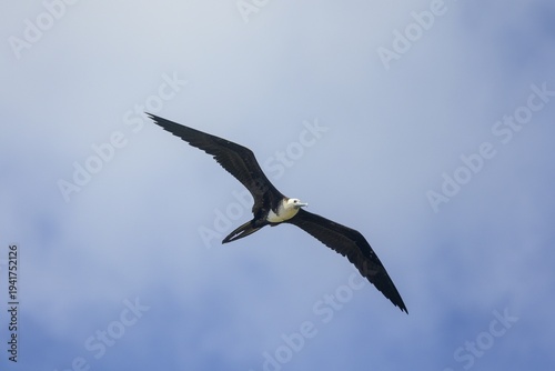 Magnificent frigatebird (Fregata magnificens) juvenile with white ventral plumage, Baya Avellana, Junquillal, Santa Cruz, Guanacaste Province, Costa Rica