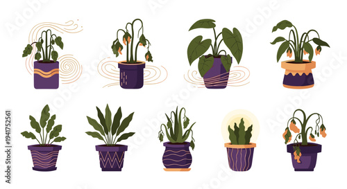 Collection of various indoor potted plants showing a comparison between healthy green foliage and withered brown leaves.
