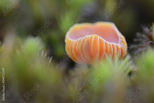 Honey waxcap (Hygrocybe reidii), Emsland, Lower Saxony, Germany