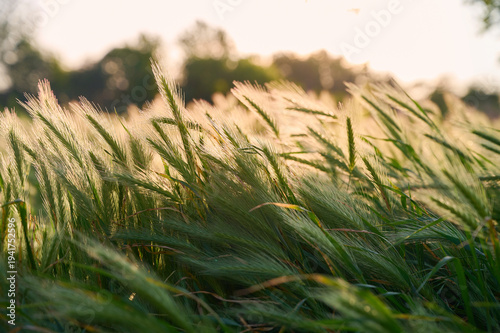 Wild grass Hordeum murinum blowing in the wind in the sunset.