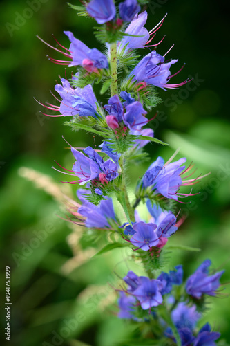 Close-up of blooming common blueweed (Echium vulgare) on a natural background.