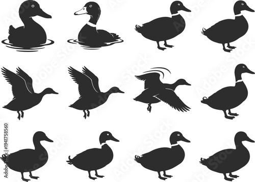 Collection of Duck Silhouettes Various Poses Waterfowl Collection Stock Graphics