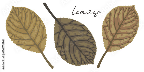Set of brown late autumn foliage on white background.
Hand drawn leaf illustration for decoration, poster, sticker, clip art, print, pattern, craft, design, floristry or packaging.