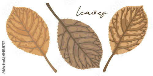 Set of earthy foliage on white background.
Hand drawn leaf illustration for decoration, poster, sticker, clip art, print, pattern, craft, design, floristry or packaging.