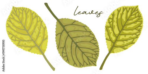 Set of light green spring foliage on white background.
Hand drawn leaf illustration for decoration, poster, sticker, clip art, print, pattern, craft, design, floristry or packaging.