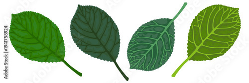 Set of summer bright green foliage on white background.
Hand drawn leaf illustration for decoration, poster, sticker, clip art, print, pattern, craft, design, floristry or packaging.