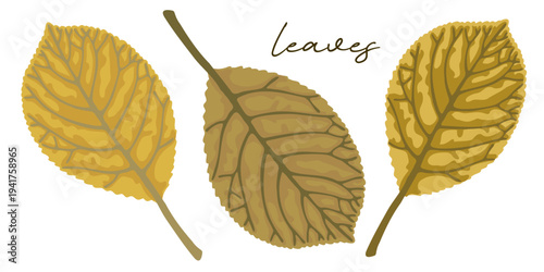 Set of yellow autumn leaves on white background. Hand drawn leaf illustration for decoration, poster, sticker, clip art, print, pattern, craft, design, floristry or packaging.