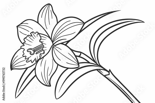 coloring page line art the cattleya flower black vector