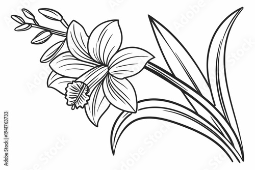coloring page line art the cattleya flower black vector
