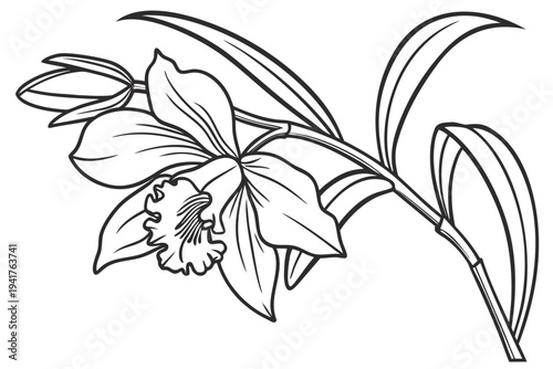 coloring page line art the cattleya flower black vector