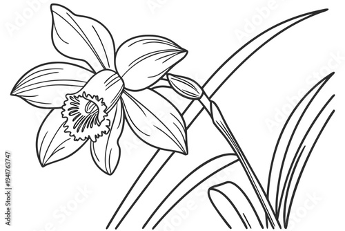 coloring page line art the cattleya flower black vector