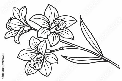 coloring page line art the cattleya flower black vector