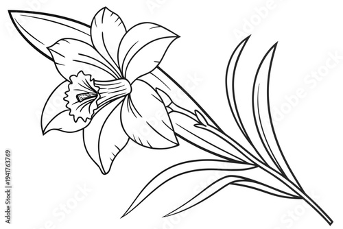 coloring page line art the cattleya flower black vector