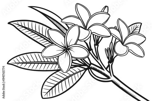coloring page line art the cattleya flower black vector