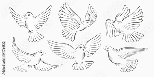 A collection of sketched birds in flight showcasing various wing positions