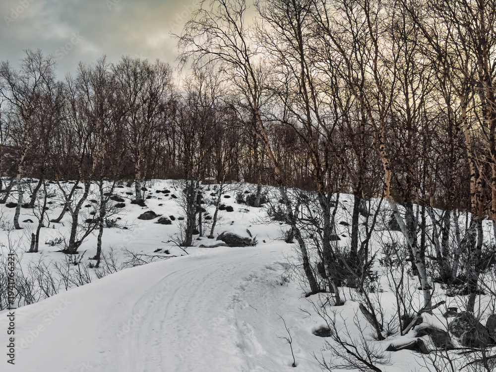 Obraz premium Kirkenes, Norway - December 26, 2025: Nature on and around Jentoftbukta inlet, partly frozen. Sledge and snowmobile tracks in the snow between leafless trees.